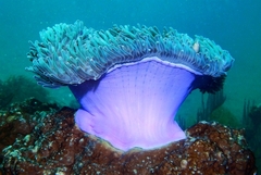 Heteractis magnifica