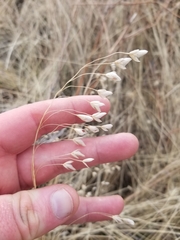 Bromus briziformis