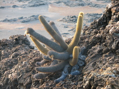 Brachycereus nesioticus