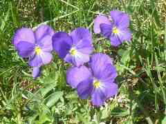 Viola calcarata