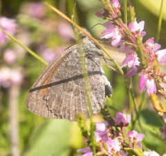 Erebia tyndarus
