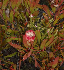 Protea obtusifolia