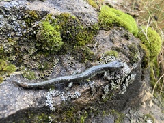 Aneides klamathensis