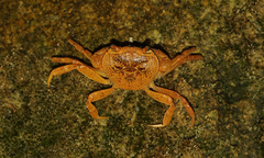 Potamon setigerum