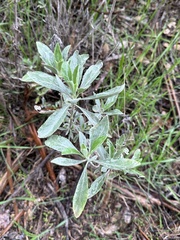 Salvia apiana