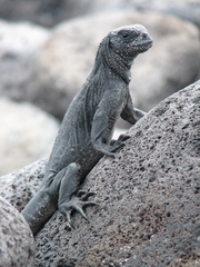 Amblyrhynchus cristatus