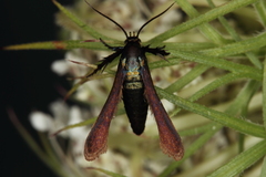 Negotinthia myrmosaeformis