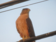 Accipiter cooperii
