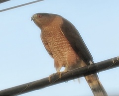 Accipiter cooperii