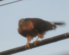Accipiter cooperii