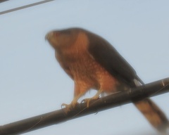 Accipiter cooperii