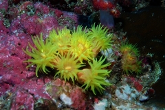 Tubastraea coccinea