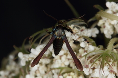 Negotinthia myrmosaeformis