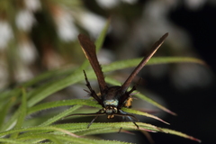 Negotinthia myrmosaeformis