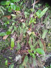 Notogrammitis heterophylla