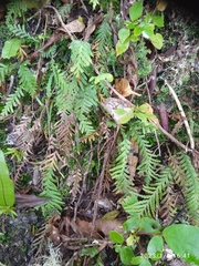 Notogrammitis heterophylla