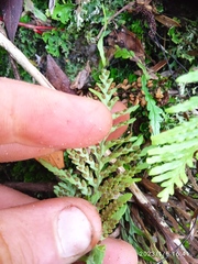 Notogrammitis heterophylla