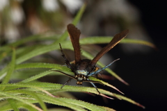 Negotinthia myrmosaeformis