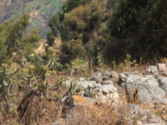 Rhopospina alaudina