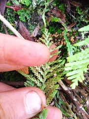 Notogrammitis heterophylla