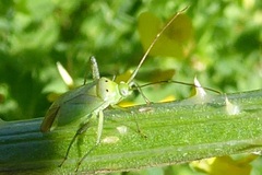 Closterotomus norwegicus