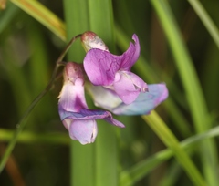 Lathyrus palustris