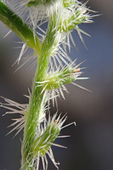Cryptantha maritima maritima