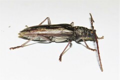 Pachydissus sericus