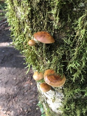 Flammulina filiformis