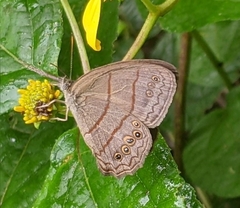 Paryphthimoides argulus