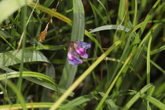 Lathyrus palustris