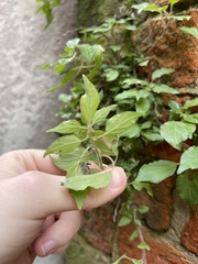 Parietaria judaica