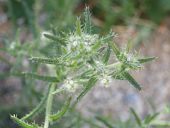 Cryptantha maritima maritima