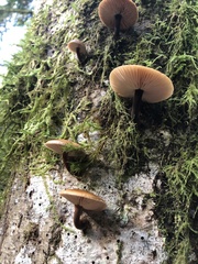 Flammulina filiformis
