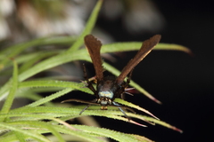 Negotinthia myrmosaeformis