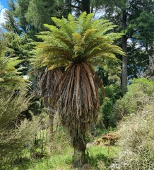 Dicksonia fibrosa