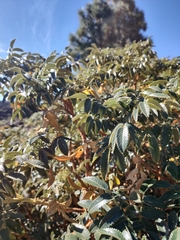 Bencomia exstipulata