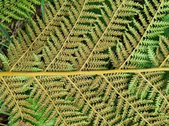 Dicksonia fibrosa