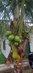 Cocos nucifera