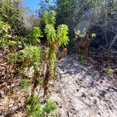 Eupatorium compositifolium