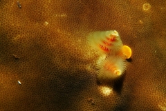 Spirobranchus corniculatus