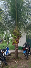 Cocos nucifera