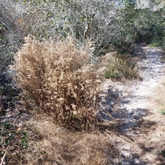 Eupatorium compositifolium