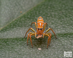 Cosmophasis bitaeniata