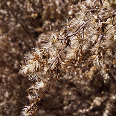 Eupatorium compositifolium