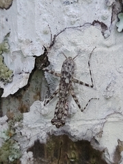 Liturgusa maya