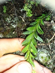 Tmesipteris tannensis