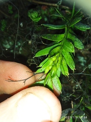 Tmesipteris tannensis