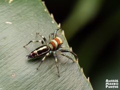 Cosmophasis thalassina