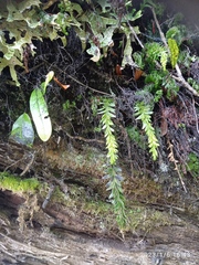 Tmesipteris tannensis